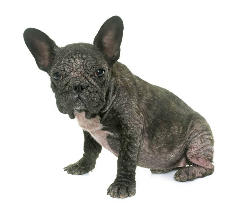 Demodicosis in dogs