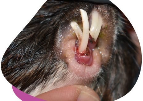 Dental problems in guinea pigs