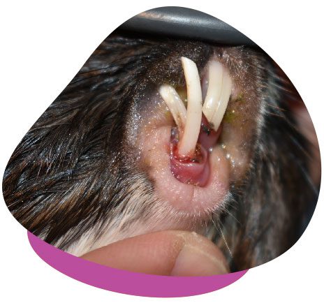 Dental problems in guinea pigs
