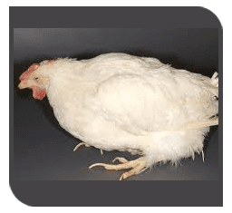Depression in Poultry: Signs and Recommendations