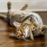 Deprive the cat. What to do?