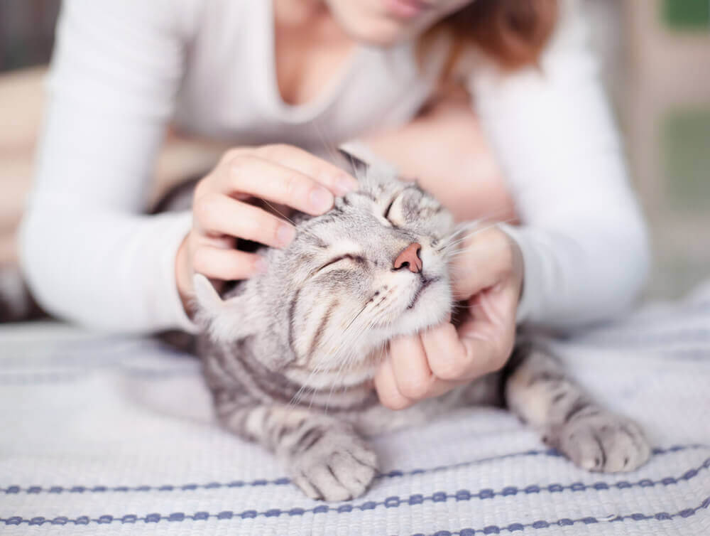 Dermatitis in cats