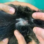 Dermatitis in cats