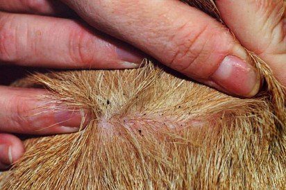 Dermatitis in dogs: types, causes, symptoms and treatment