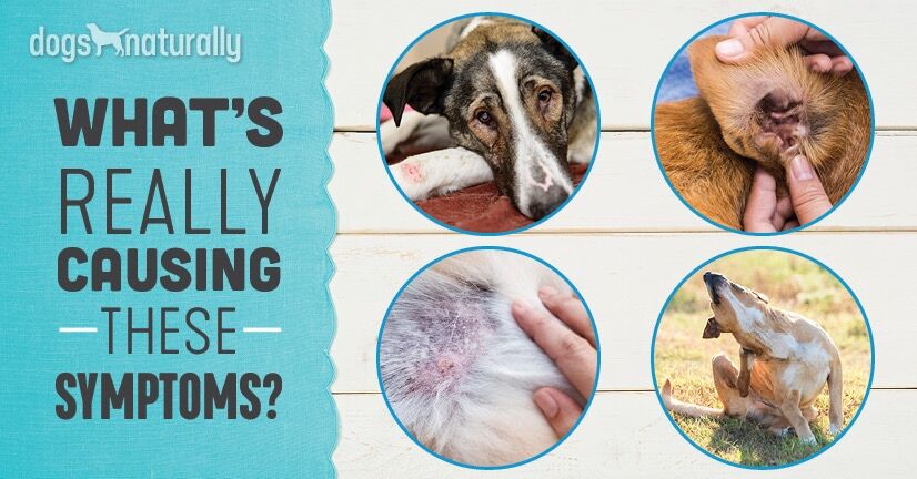 Dermatitis kutyáknál: típusok, okok, tünetek és kezelés