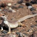 Desert iguana