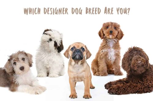 Designer breeds &#8211; what is it?