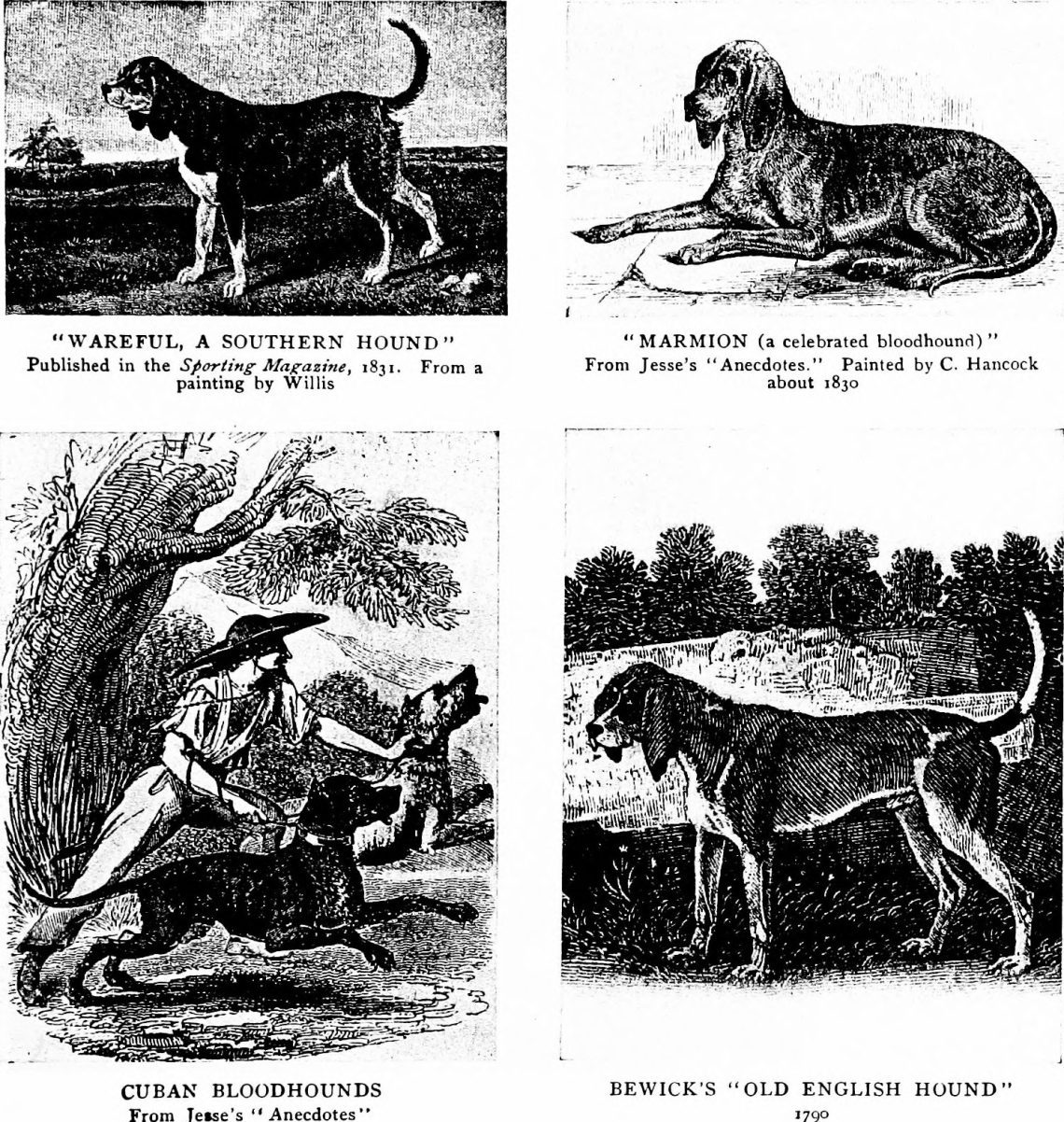 Detailed interpretation of the exhibition descriptions of the dog