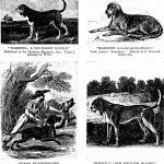 Detailed interpretation of the exhibition descriptions of the dog