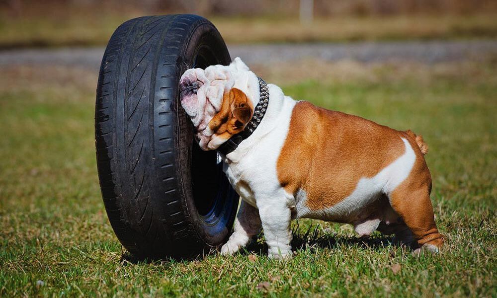 Developmental exercises for a dog on a tire