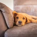 Developmental exercises for a dog on a tire