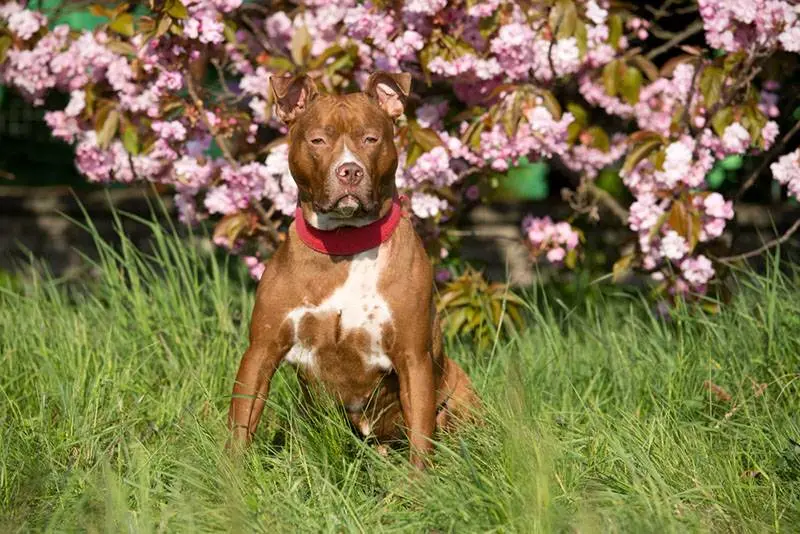 according to owners, American pit bulls are pretty calm dogs