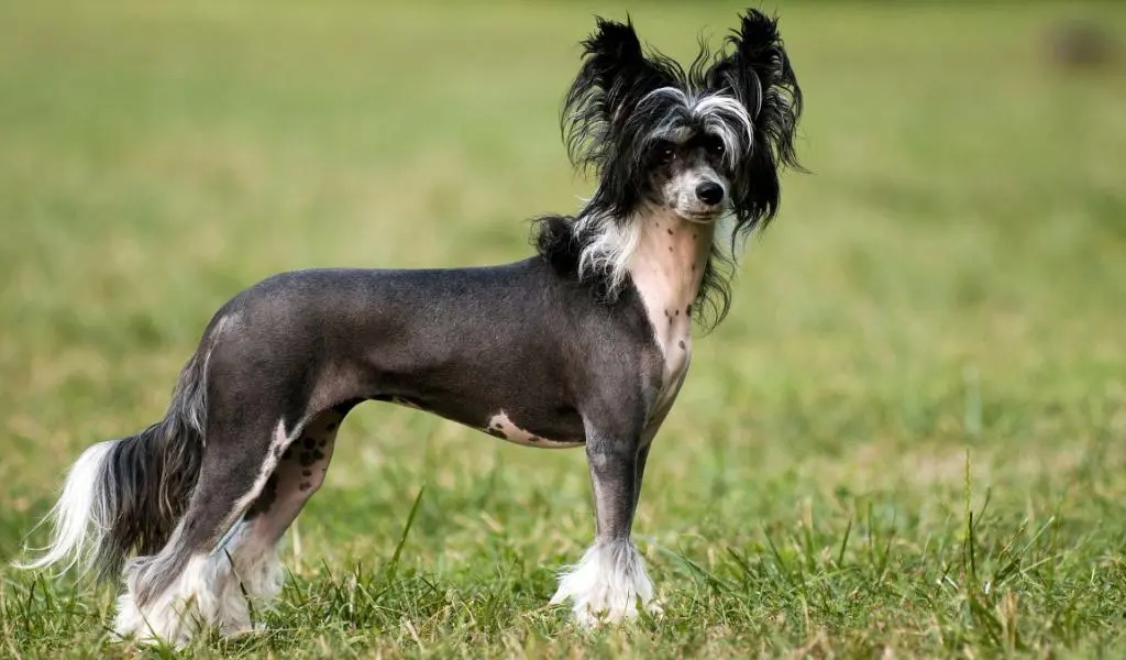 Chinese Crested Dog