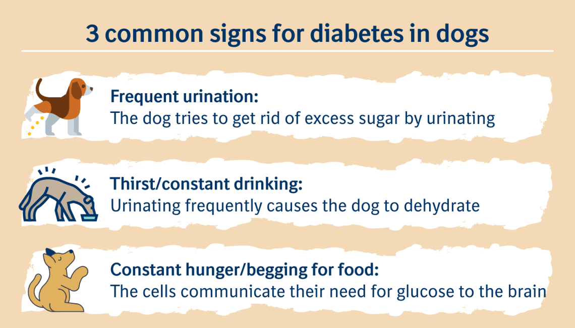 Diabetes in dogs