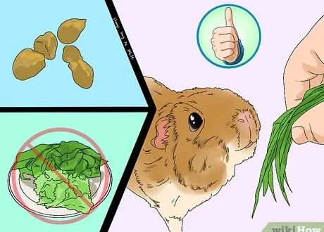 Diarrhea (diarrhea) in guinea pigs