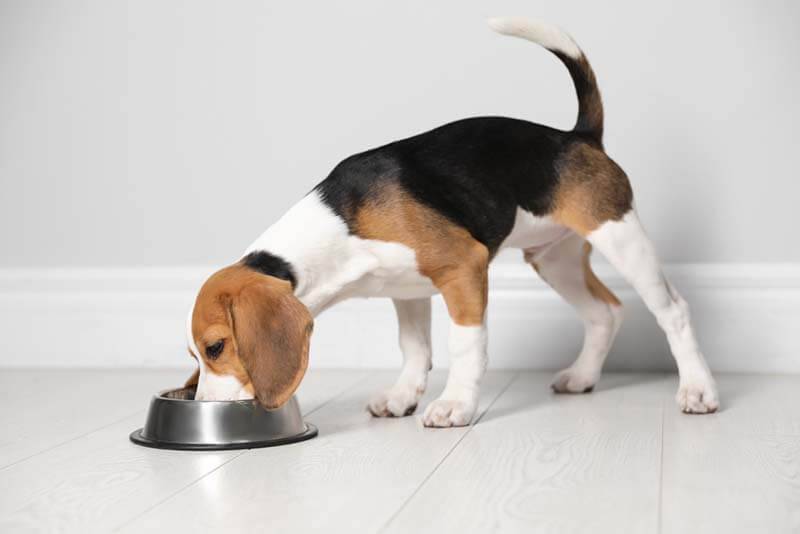 Diarrhea in a dog - causes and what to do with diarrhea?