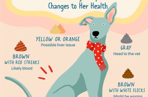 Diarrhea in a dog &#8211; causes and what to do with diarrhea?