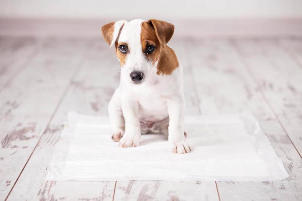 Diarrhea in a puppy: causes of loose stools and what to do
