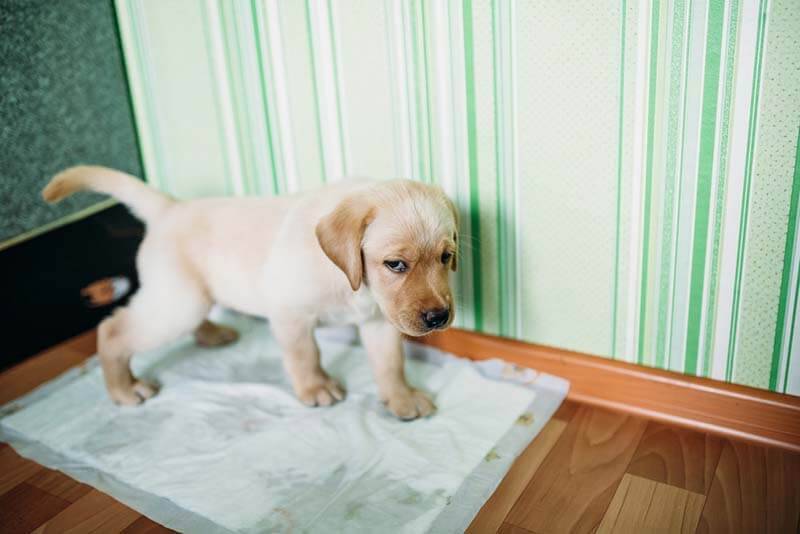 Diarrhea in a puppy: causes of loose stools and what to do