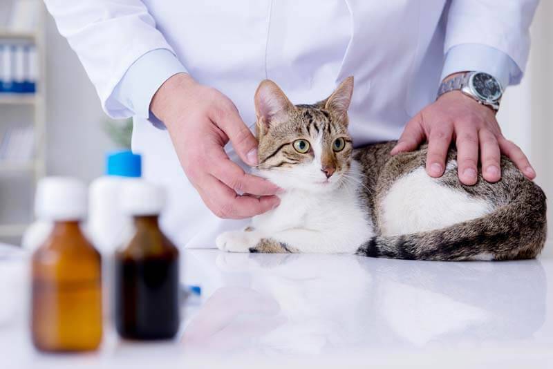 Diarrhea in cats - what to do and how to treat?