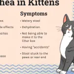 Diarrhea in cats – what to do and how to treat?