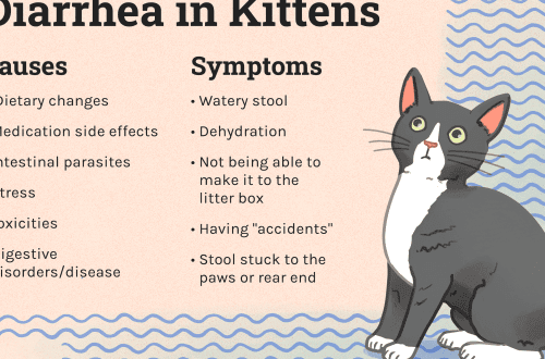 Diarrhea in cats &#8211; what to do and how to treat?