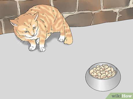 Diarrhea with blood in cats &#8211; causes and what to do?