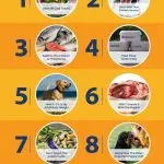 Diet for puppies