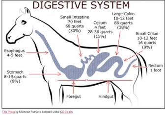 Digestive system of the horse