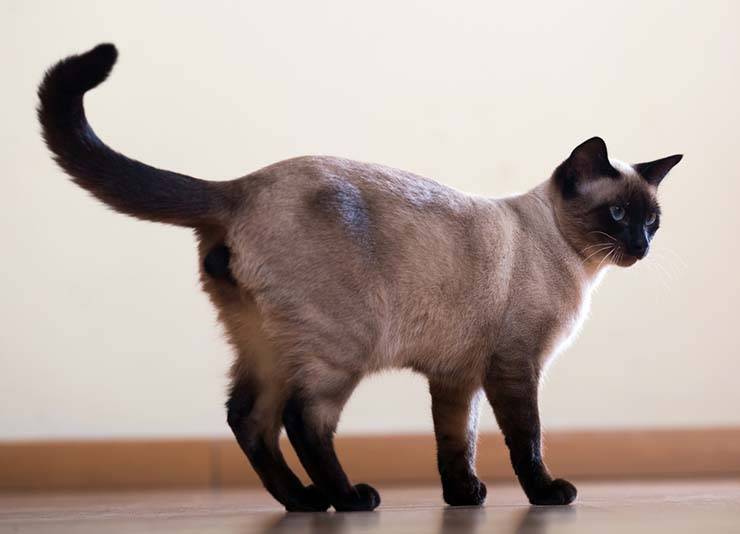 Discharge in cats - types and causes
