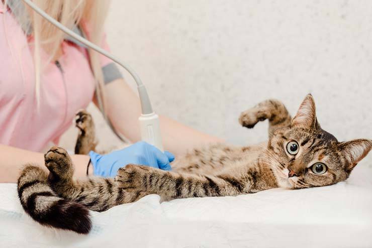 Discharge in cats - types and causes