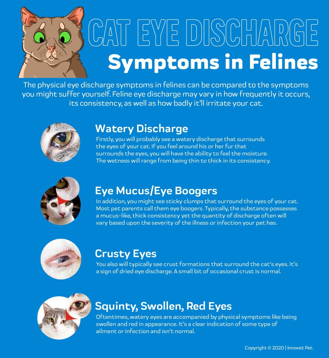 Discharge in cats &#8211; types and causes