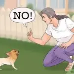 disciplined dog