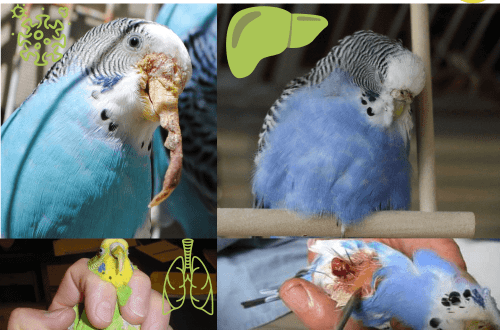 Diseases of budgerigars