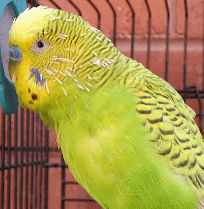 Diseases of the eyes of parrots