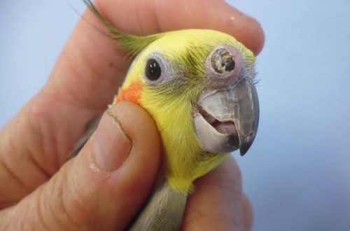 Diseases of the eyes of parrots