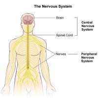 Diseases of the sense organs and nervous system