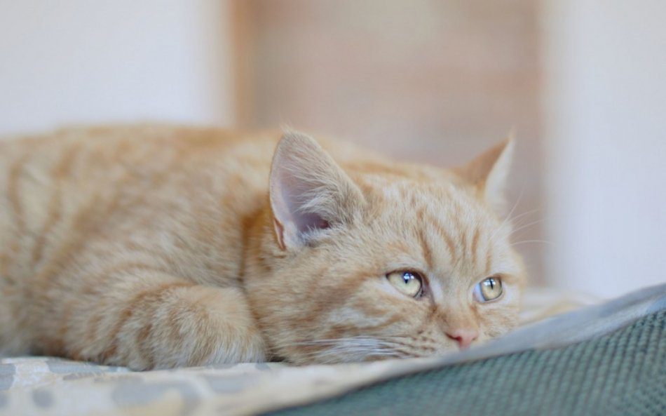 Diseases of the stomach and intestines in cats