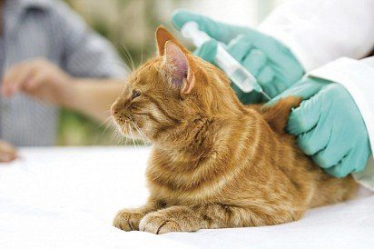 Distemper in cats: symptoms, treatment, frequently asked questions