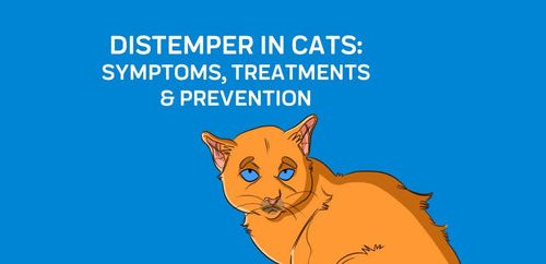 Čuma kod mačaka: simptomi, liječenje, najčešća pitanja