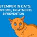 Toxoplasmosi felina: sintomi, trattamentu, prevenzione