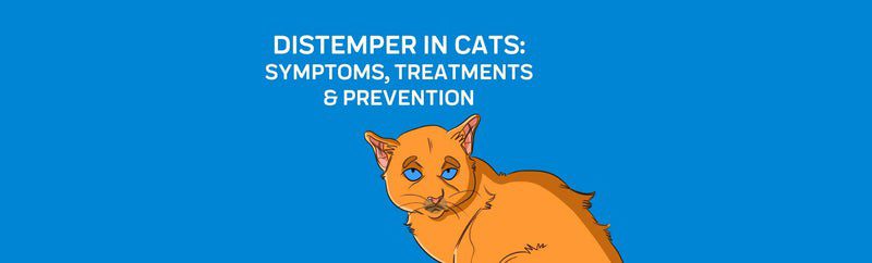 Distemper in cats: symptoms, treatment, frequently asked questions