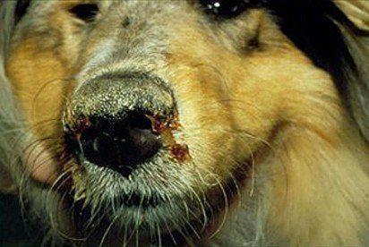 Distemper in dogs: signs, symptoms, home treatment