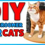 DIY cat grooming