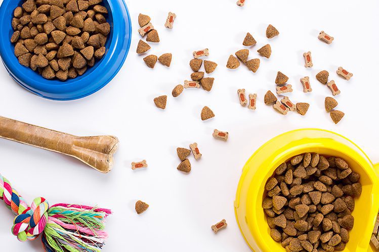 Do cats and dogs need vitamins?