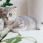 Do cats get headaches?