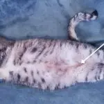 Do cats have a belly button?