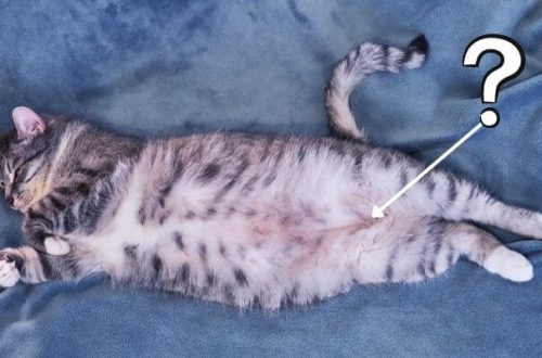 Do cats have a belly button?