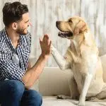 Do dogs cooperate?
