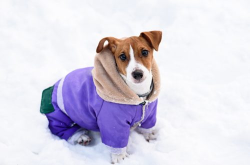 Fáznak a kutyák télen?